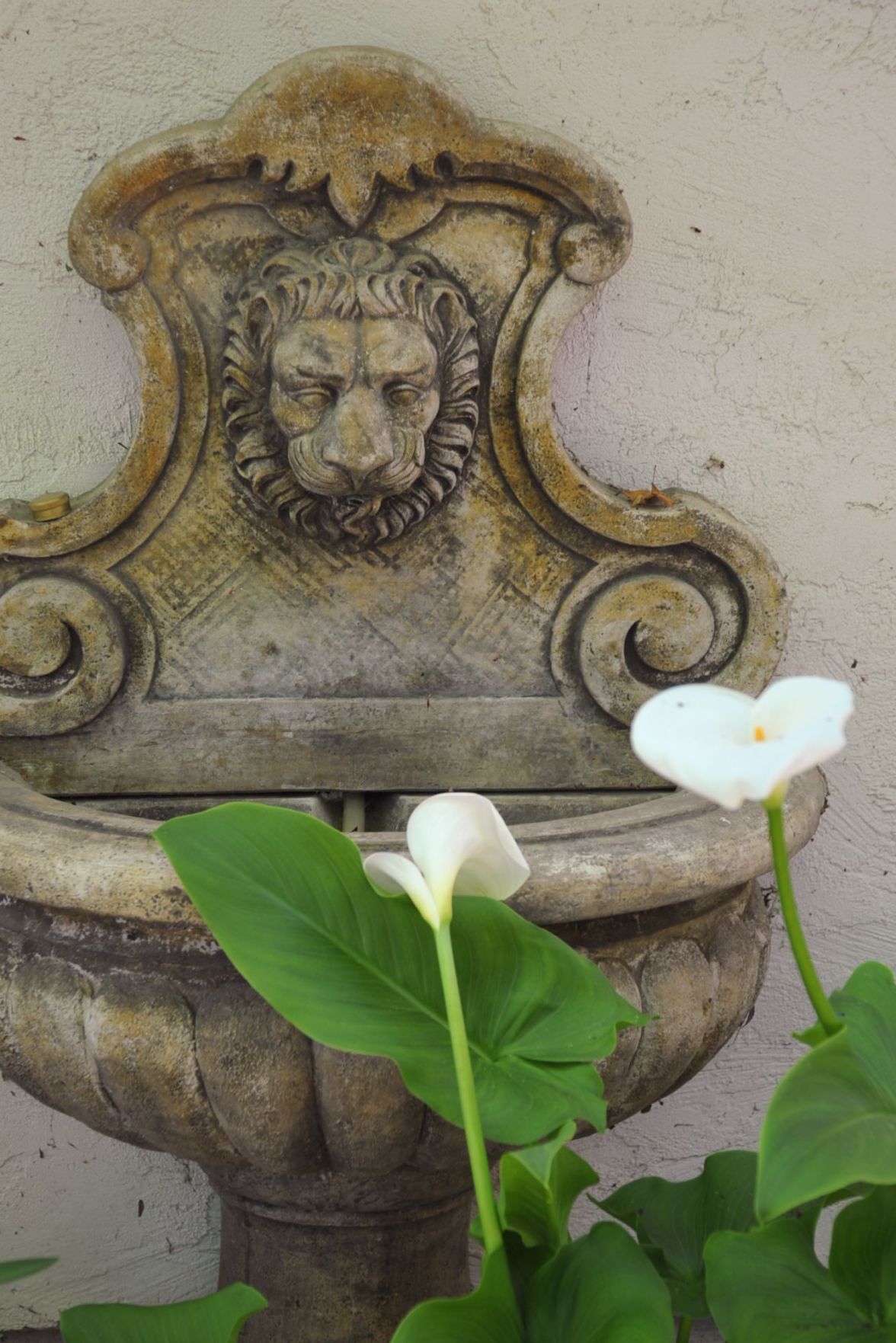 Calla Lilies